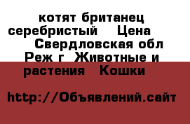 котят британец серебристый  › Цена ­ 3 000 - Свердловская обл., Реж г. Животные и растения » Кошки   